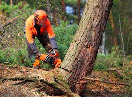 Best Fruit Tree Pruning  in Black Diamond, FL