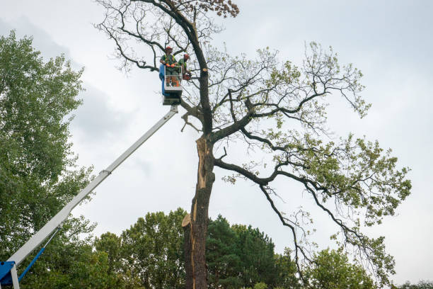 Best Hazardous Tree Removal  in Black Diamond, FL