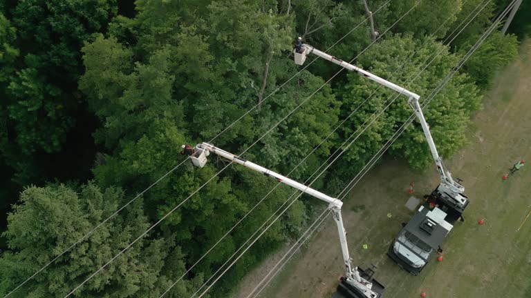 Best Tree Risk Assessment  in Black Diamond, FL