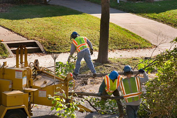 Black Diamond, FL Tree Removal Company